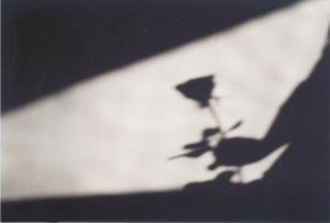 shadow-of-love-sonia-richard