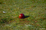 An apple a day may be a cliche, but it is solid advice--it just may keep the doc away, uh huh