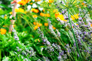 lavender in the garden