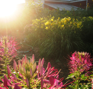 garden in ray of sunshine