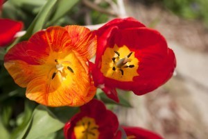 tulips in the garden-April