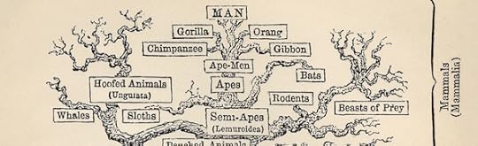 Tree_of_life_by_Haeckel.jpg