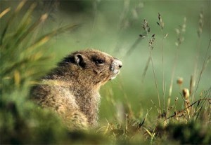 groundhog