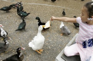 feeding-ducks-pa