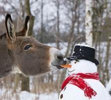 carrotnose