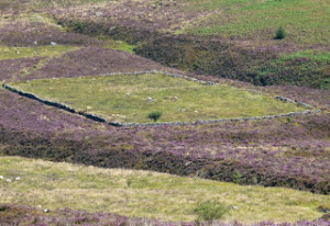 pic 4 - the Ace of Diamonds