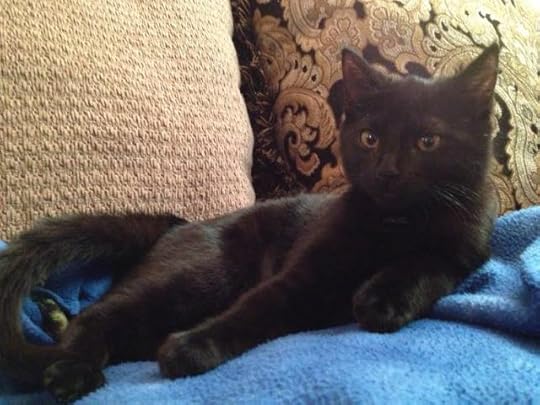 kitteh2