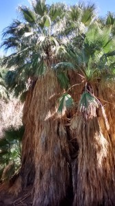 Palm Springs Fan Palms 3