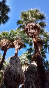 Palm Springs Fan Palms 4