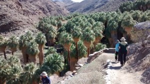 Palm Springs Fan Palms Lunn & Marlee
