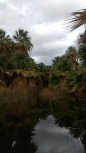 Palm Springs Oasis