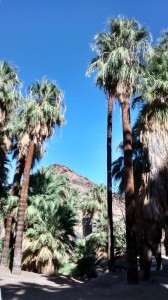 Palm Springs Fan Palms 6