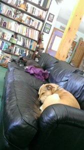 dogsdreaming
