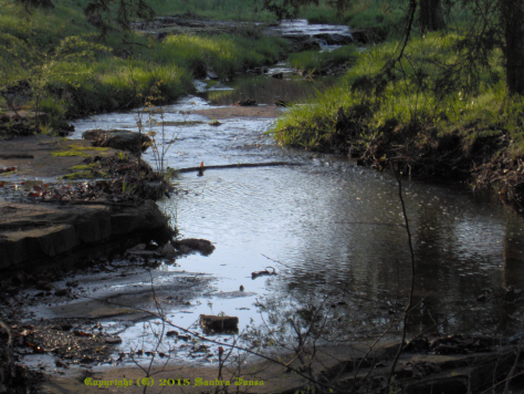 My View of the Creek by Patrick Jones author The Wolf's Moon, The Linden Chronicles Book 1