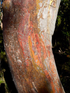 stripped red bark of gum