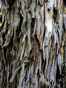 shaggy bark