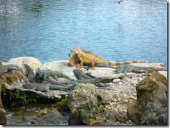 iguana3