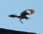 Mockingbird