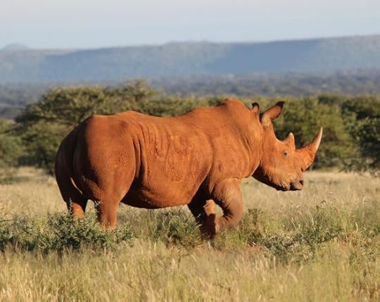 (Photo: courtesy of IUCN/ David Shepherd Wildlife Foundation)