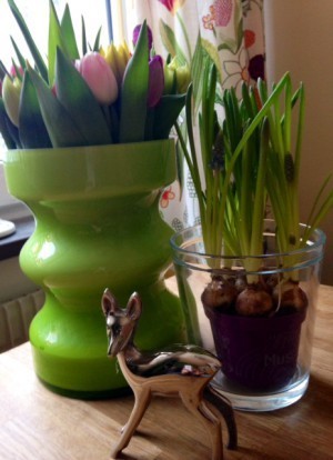 Vårblommor som jag köpte för presentkort jag fick i julklapp. Tulpaner, pärlhyacinter och ett litet rådjur.