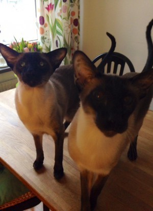 Ätit och ätit, vi SMAKADE bara på pärlhyacinterna.