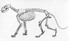 lion skeleton