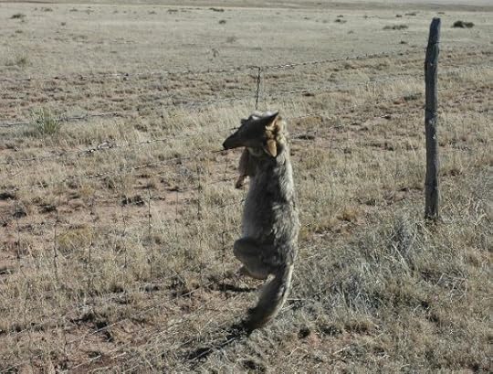  In this photo provided by a former Wildlife Services trapper, a dead coyote hangs in a neck snare in Nevada. Using aerial gunning, traps and poison, the agency frequently kills predators whether they have harmed livestock or not. In the process, it also has mistakenly killed thousands of 