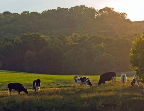 cows grazing in pasture