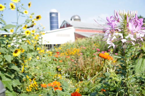 Farm garden image