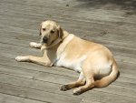 Bailey on porch