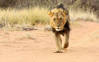 Kgalagadi creatures