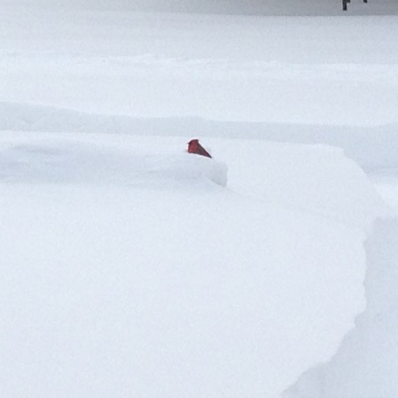 cardinal