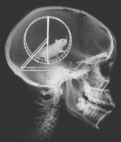 hamsterbrain