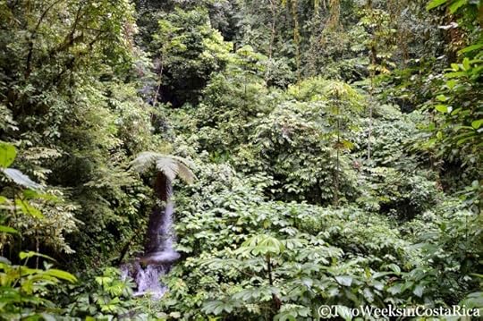 Thick Jungle at Rainmaker Reserve | Two Weeks in Costa Rica