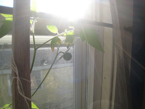 first indoor tomato!