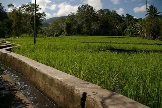 Padi di Manggarai, Flores
