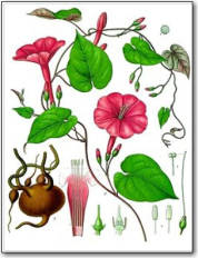The roots of Ipomoea jalapa, when dried, are carried as the John the Conquer root amulet. - Wikipedia Photo