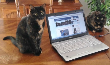 cats-with-computer