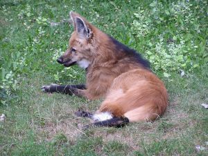  photo redwolf_zps8e45fa37.jpg