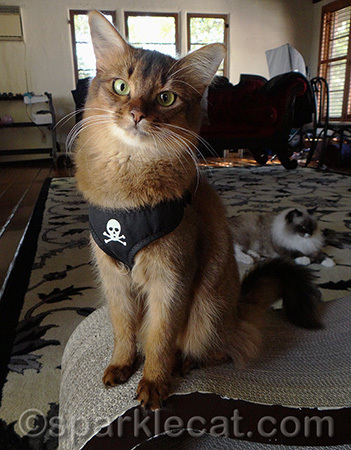 Don't I look dangerous?