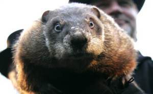 groundhog