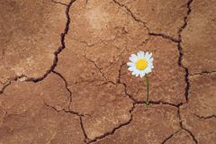 daisy-flower-desert-dry-land-44033598
