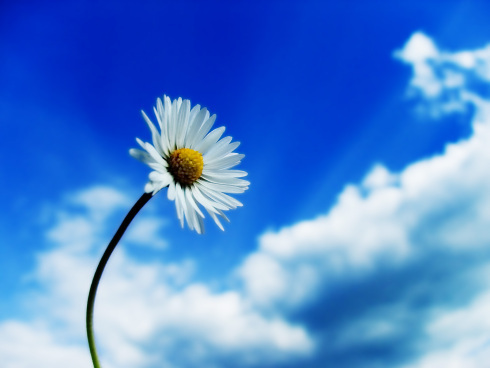 daisy-blue-white-flower