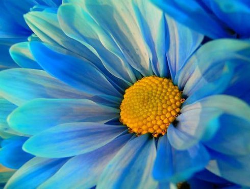 blue-daisy
