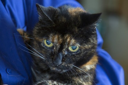 oldest-living-cat