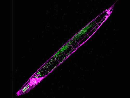 md_Jose-PNAS_Fig2.jpg