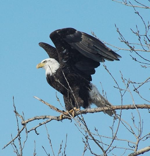 Eagle spreading wings cropped