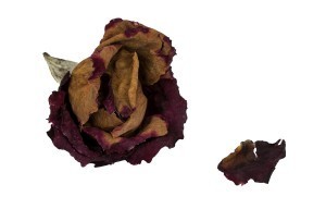 A Withered Rose And One Petal