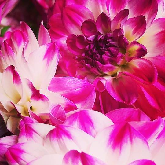 Dahlias