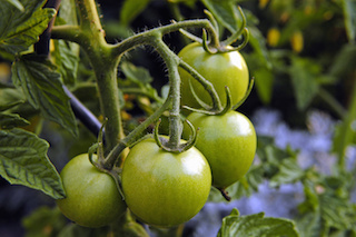 Tomatoes